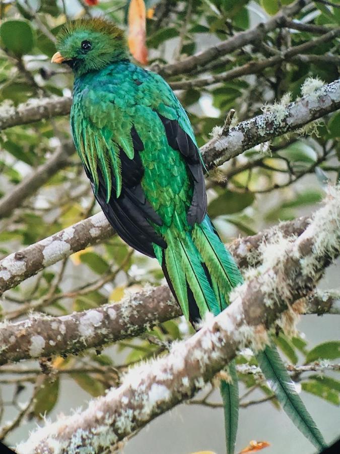 סן חררדו דה דוטה Trogon Lodge מראה חיצוני תמונה